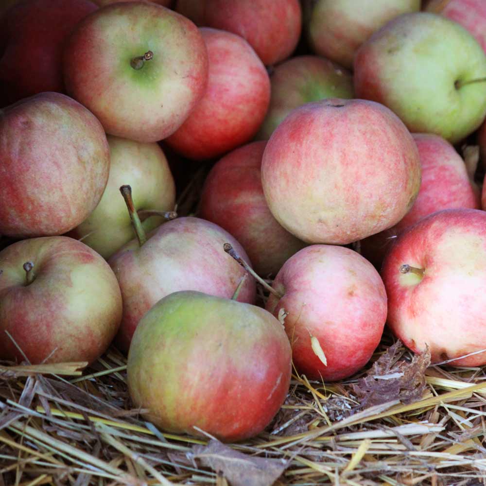 Pile of red and green apples with stems resting on straw