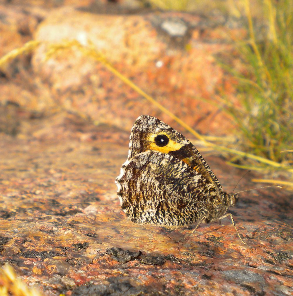 Närbild av en fjäril som sitter på en sten i en naturlig bakgrund.