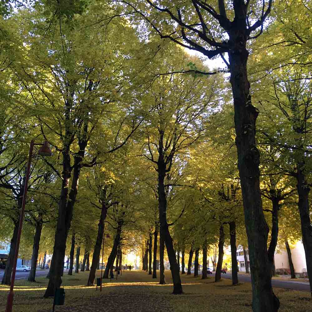 Linden tree avenue in autumn with golden leaves forming a sunlit path.