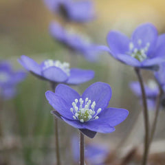 Närbild på blå hepatica blommor som motiv i BLÅSIPPA armband.