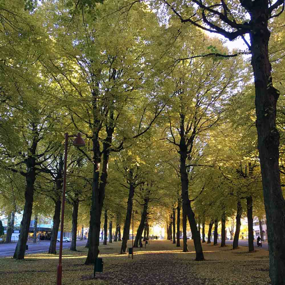 TILIA örhängen på stift - Guldviva Jewellery
