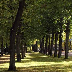 Sunlit tree lined avenue in a park with green leaves and long shadows