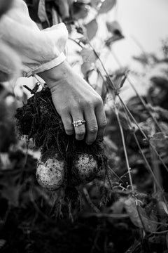 Hand holding a root vegetable showing the EVA 18K leaf ring on the finger in black and white.