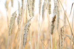 RÅG earrings on hooks shown among wheat stalks from the collection.
